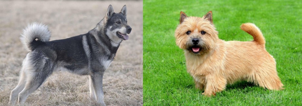 Norwich Terrier vs Jamthund - Breed Comparison