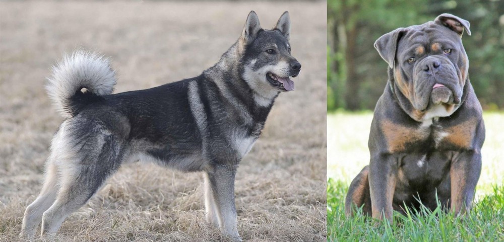 Olde English Bulldogge vs Jamthund - Breed Comparison