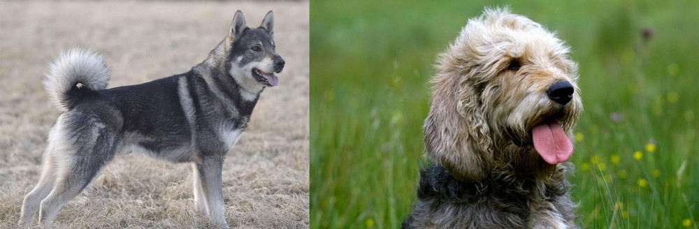 Otterhound vs Jamthund - Breed Comparison