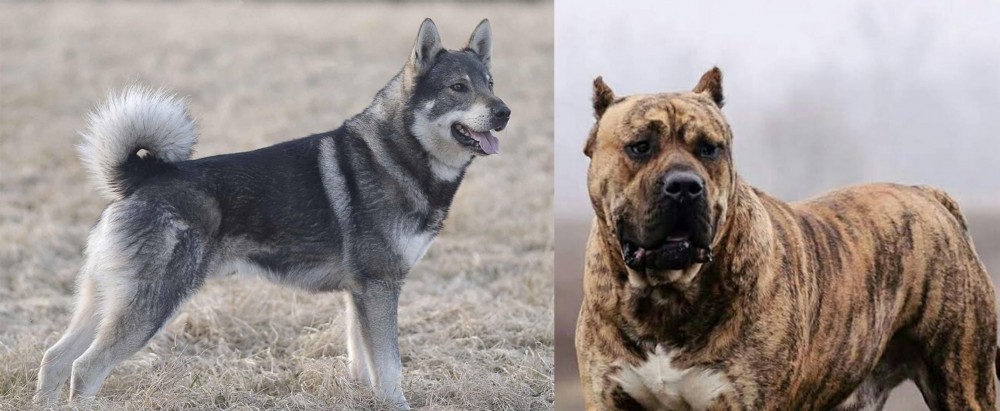 Perro de Presa Canario vs Jamthund - Breed Comparison