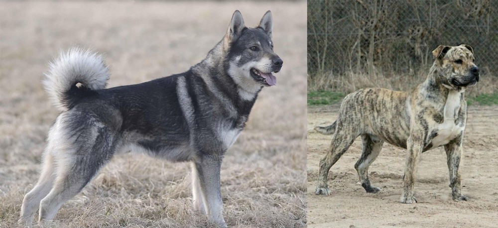 Perro de Presa Mallorquin vs Jamthund - Breed Comparison