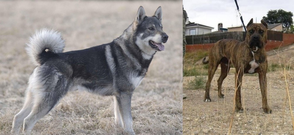 Perro de Toro vs Jamthund - Breed Comparison