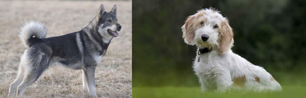 Petit Basset Griffon Vendeen vs Jamthund - Breed Comparison