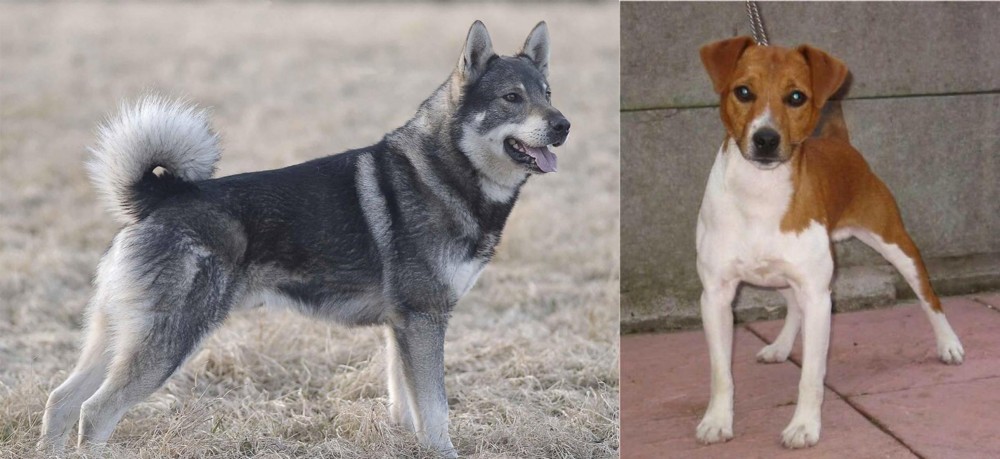 Plummer Terrier vs Jamthund - Breed Comparison