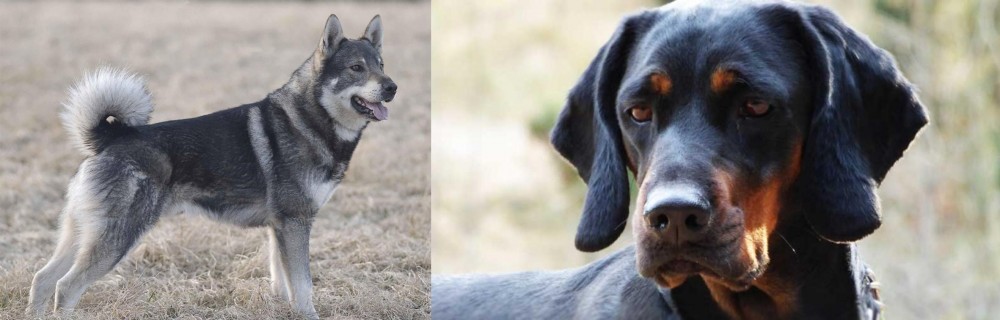 Polish Hunting Dog vs Jamthund - Breed Comparison