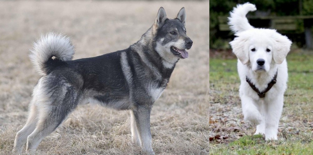 Polish Tatra Sheepdog vs Jamthund - Breed Comparison