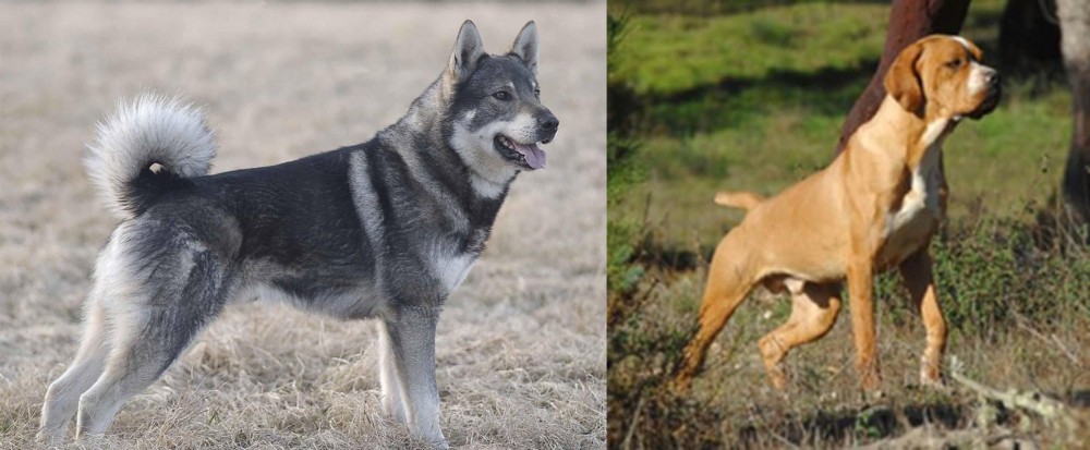 Portuguese Pointer vs Jamthund - Breed Comparison