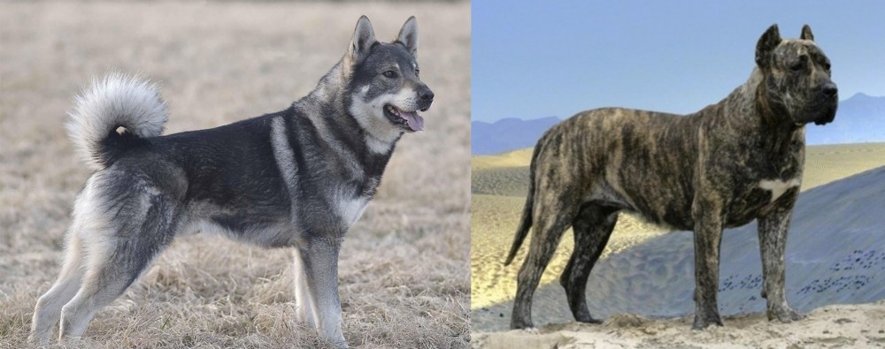 Presa Canario vs Jamthund - Breed Comparison