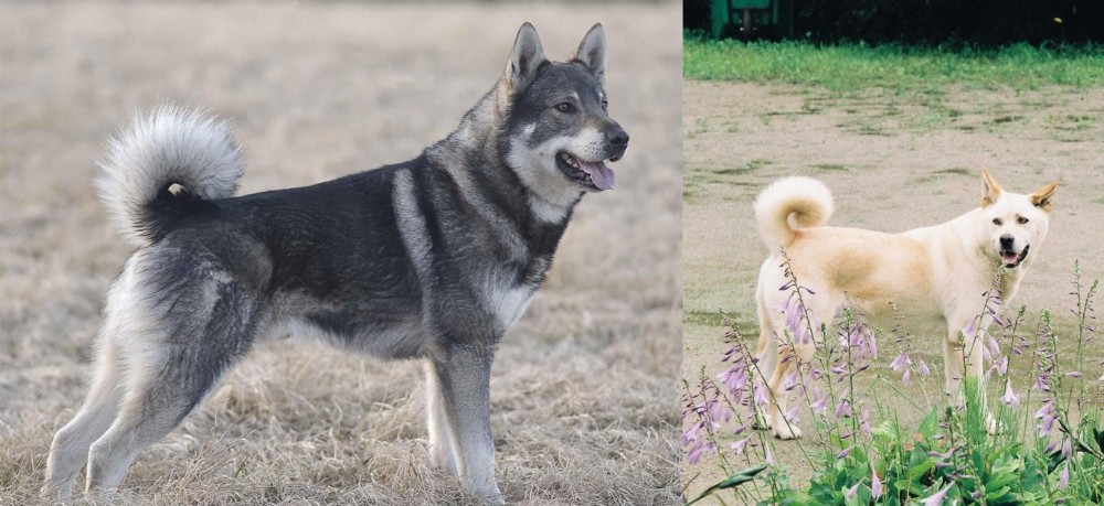 Pungsan Dog vs Jamthund - Breed Comparison