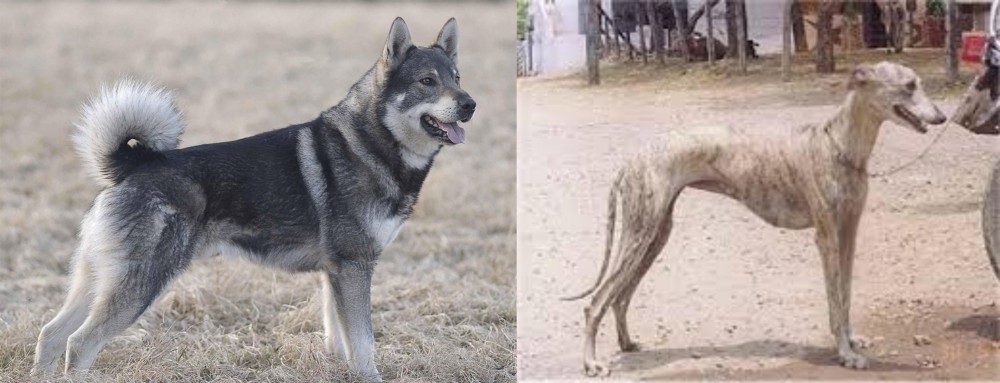 Rampur Greyhound vs Jamthund - Breed Comparison