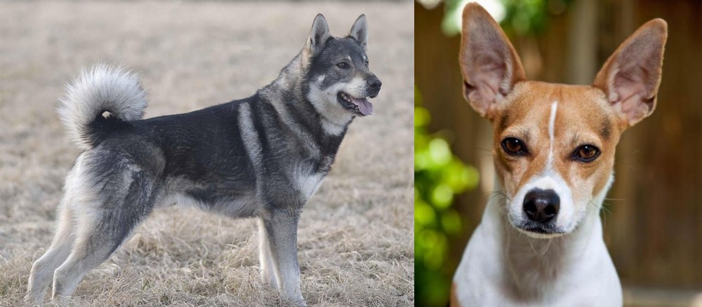 Rat Terrier vs Jamthund - Breed Comparison