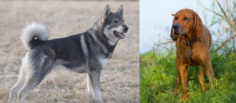 Redbone Coonhound vs Jamthund - Breed Comparison