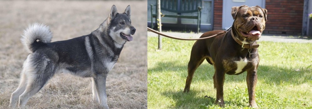 Renascence Bulldogge vs Jamthund - Breed Comparison