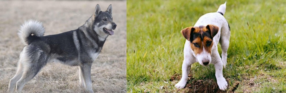 Russell Terrier vs Jamthund - Breed Comparison