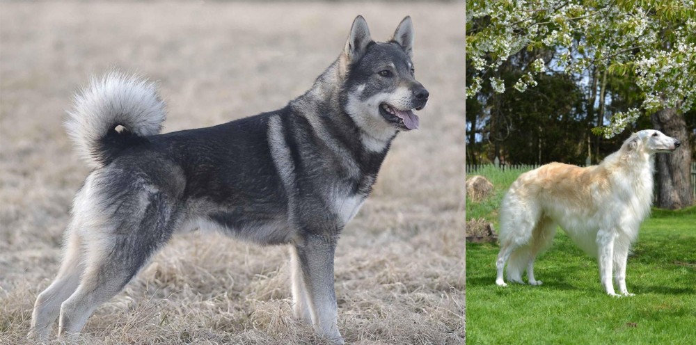 Russian Hound vs Jamthund - Breed Comparison