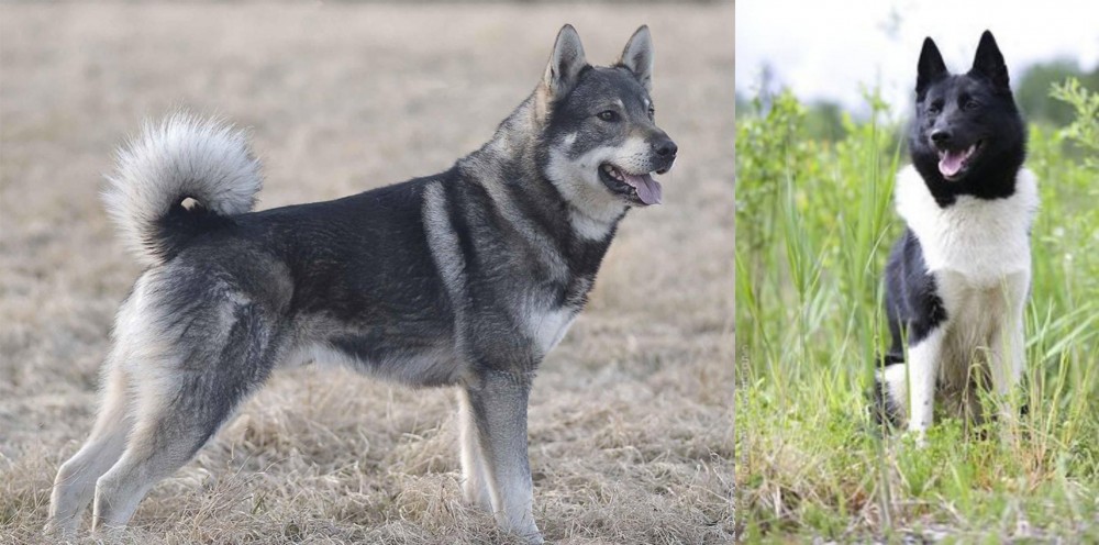 Russo-European Laika vs Jamthund - Breed Comparison