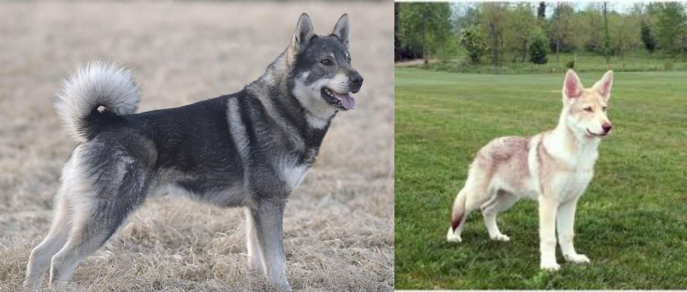Saarlooswolfhond vs Jamthund - Breed Comparison