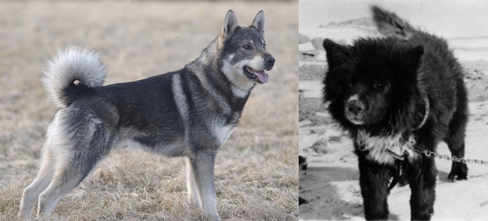 Sakhalin Husky vs Jamthund - Breed Comparison