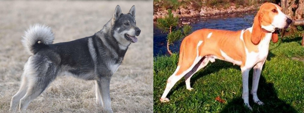 Schweizer Laufhund vs Jamthund - Breed Comparison