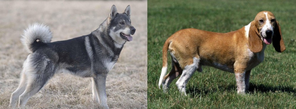 Schweizer Niederlaufhund vs Jamthund - Breed Comparison
