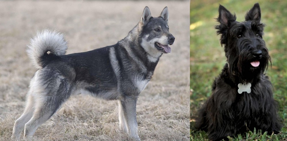 Scoland Terrier vs Jamthund - Breed Comparison