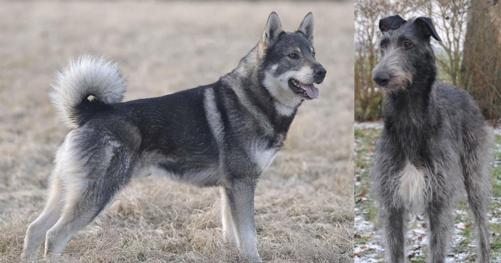 Scottish Deerhound vs Jamthund - Breed Comparison