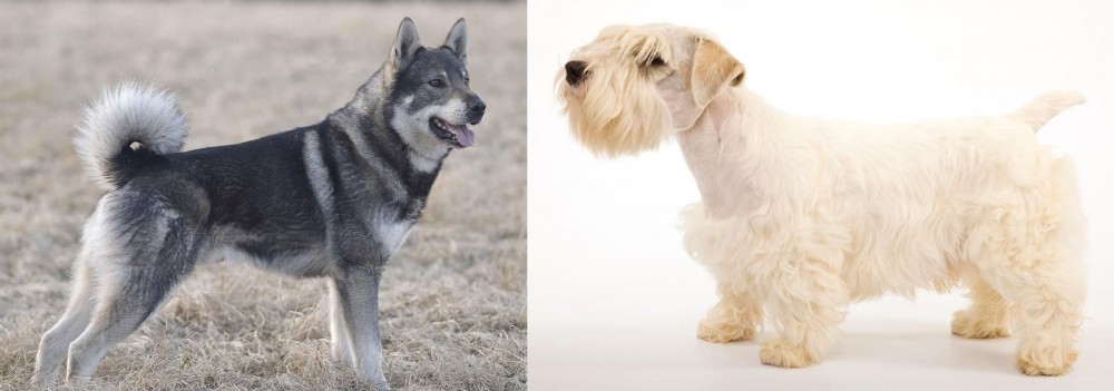 Sealyham Terrier vs Jamthund - Breed Comparison