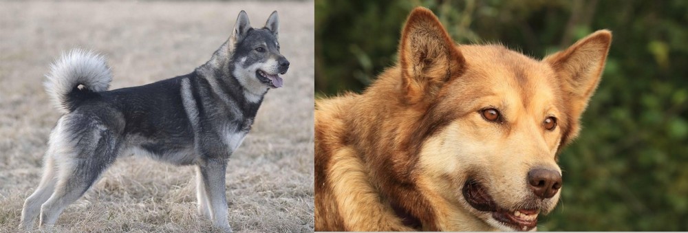 Seppala Siberian Sleddog vs Jamthund - Breed Comparison