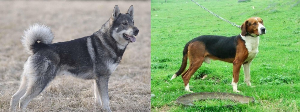 Serbian Tricolour Hound vs Jamthund - Breed Comparison