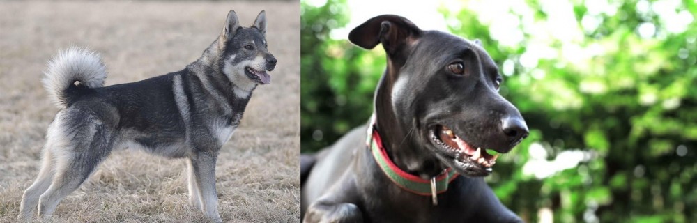 Shepard Labrador vs Jamthund - Breed Comparison