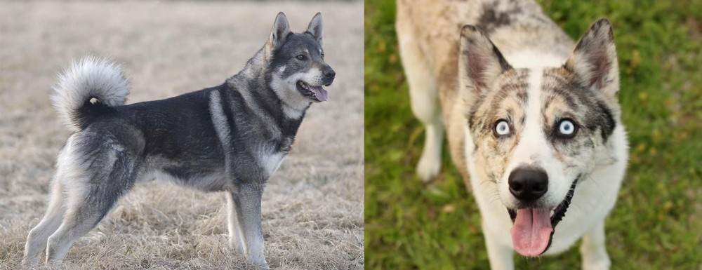 Shepherd Husky vs Jamthund - Breed Comparison