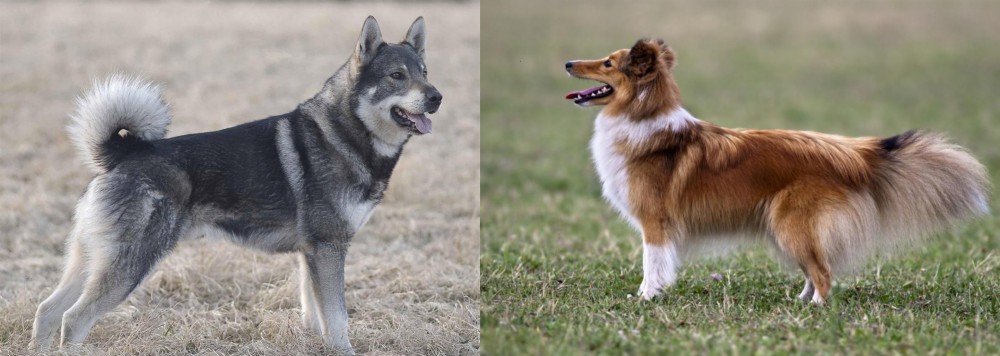Shetland Sheepdog vs Jamthund - Breed Comparison