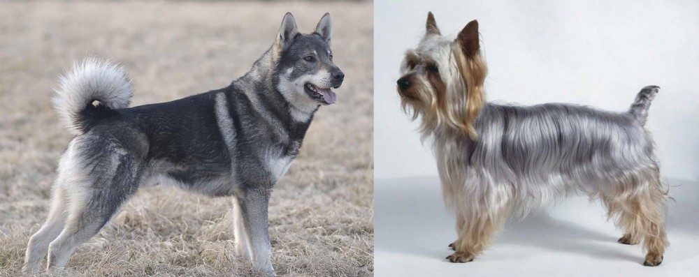 Silky Terrier vs Jamthund - Breed Comparison