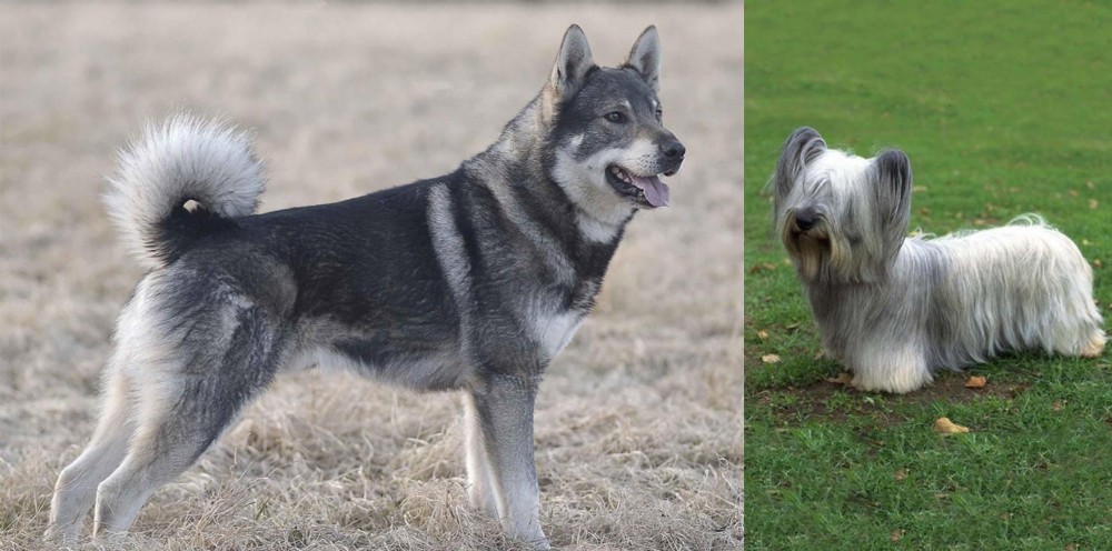Skye Terrier vs Jamthund - Breed Comparison