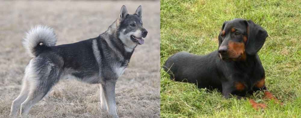 Slovakian Hound vs Jamthund - Breed Comparison