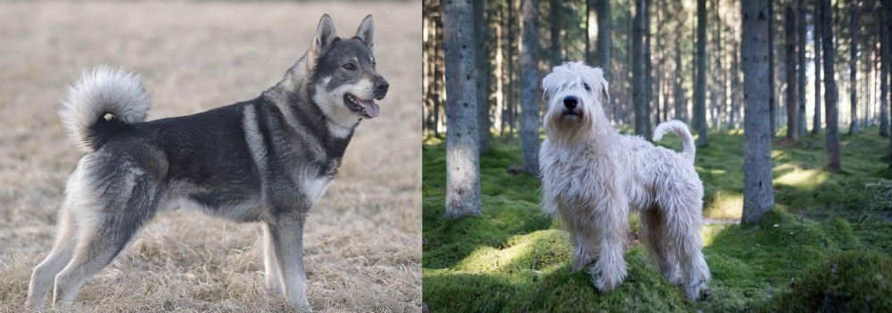 Soft-Coated Wheaten Terrier vs Jamthund - Breed Comparison