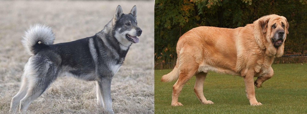 Spanish Mastiff vs Jamthund - Breed Comparison