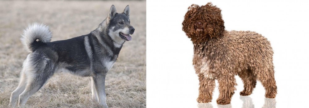 Spanish Water Dog vs Jamthund - Breed Comparison