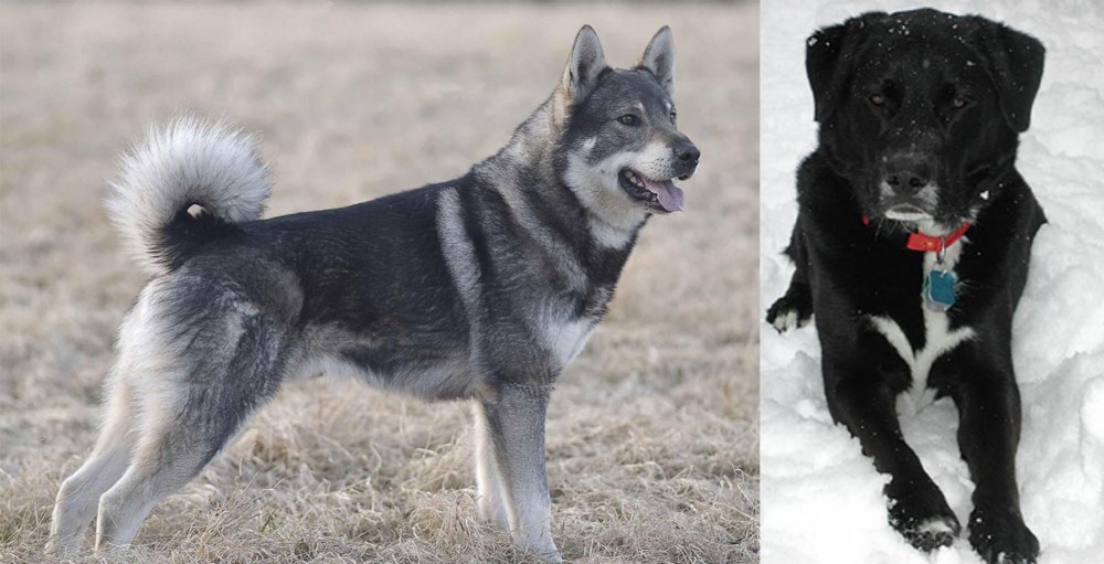St. John's Water Dog vs Jamthund - Breed Comparison