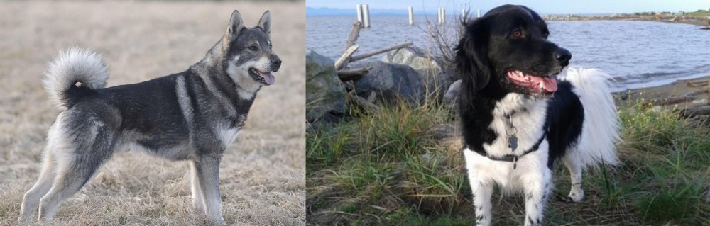 Stabyhoun vs Jamthund - Breed Comparison