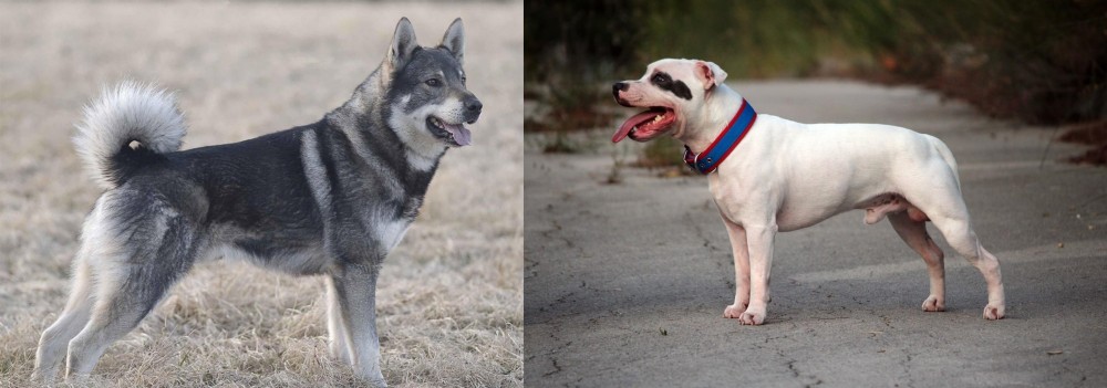 Staffordshire Bull Terrier vs Jamthund - Breed Comparison