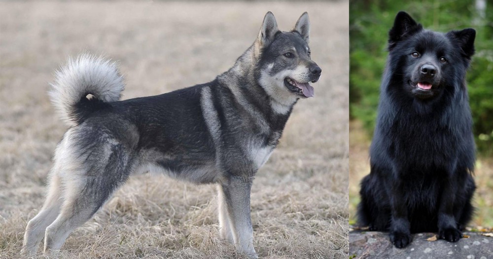 Swedish Lapphund vs Jamthund - Breed Comparison