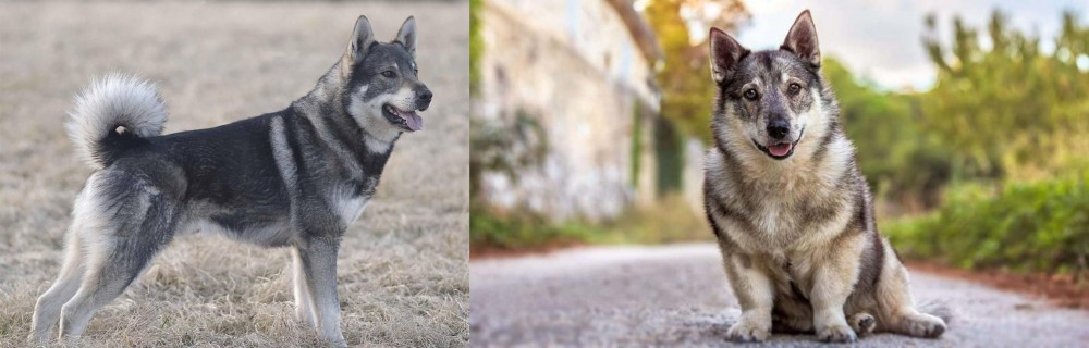 Swedish Vallhund vs Jamthund - Breed Comparison