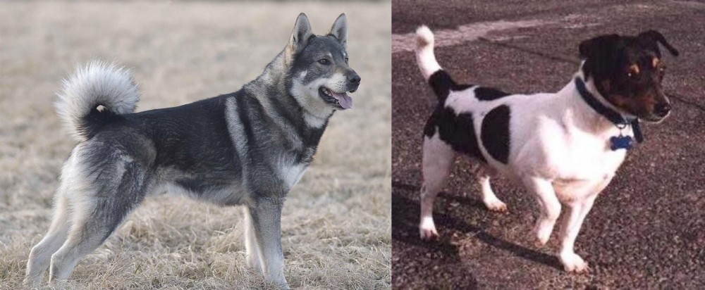 Teddy Roosevelt Terrier vs Jamthund - Breed Comparison