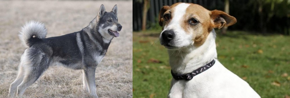 Tenterfield Terrier vs Jamthund - Breed Comparison