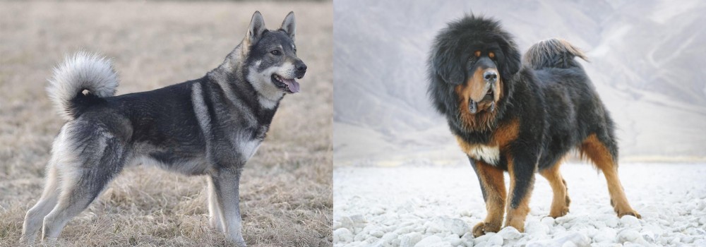 Tibetan Mastiff vs Jamthund - Breed Comparison
