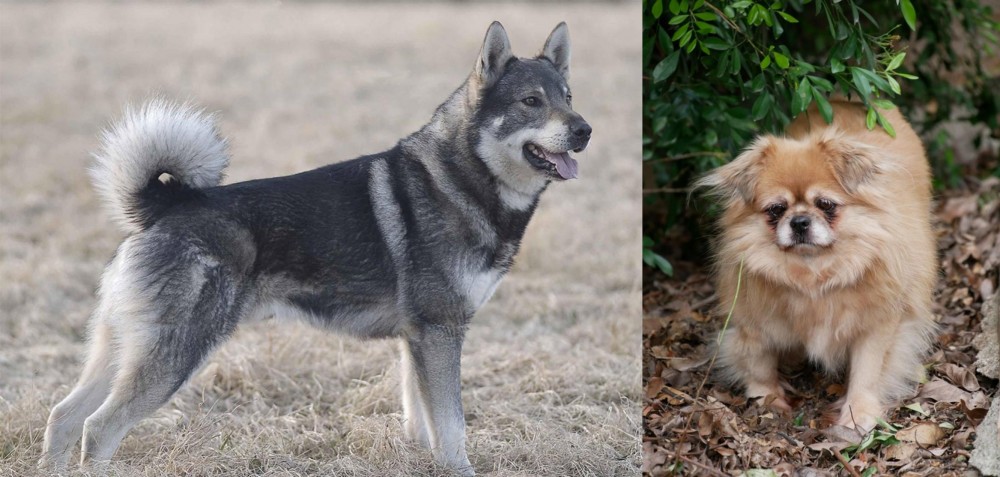 Tibetan Spaniel vs Jamthund - Breed Comparison