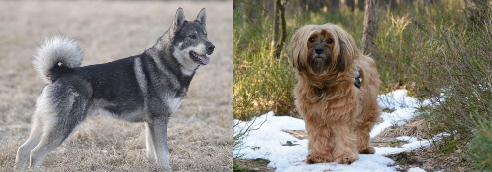 Tibetan Terrier vs Jamthund - Breed Comparison