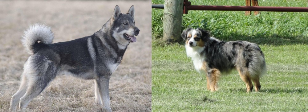 Toy Australian Shepherd vs Jamthund - Breed Comparison