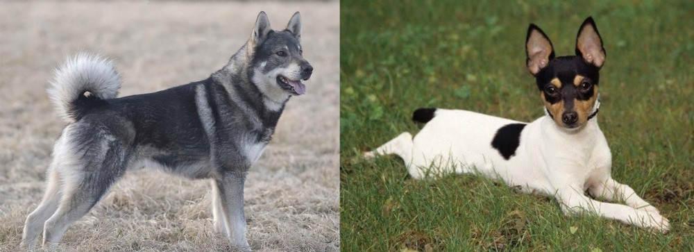 Toy Fox Terrier vs Jamthund - Breed Comparison